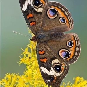 Meet your Posher, Fouzia